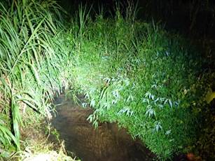 A green bush with light shining on it

Description automatically generated