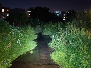A dark path with green plants

Description automatically generated with medium confidence