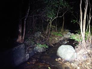 A stream in the woods at night

Description automatically generated