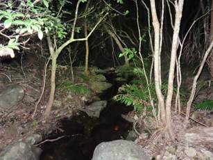 A stream in a forest at night

Description automatically generated