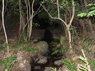 A stream in the woods at night

AI-generated content may be incorrect.