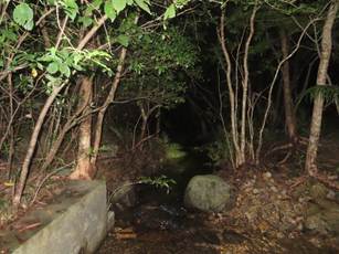 A stream in a forest at night

AI-generated content may be incorrect.
