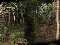 A stream in the woods at night

Description automatically generated