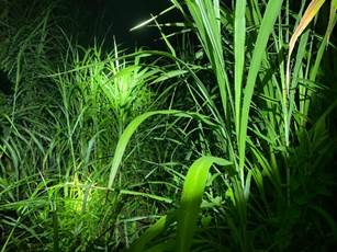 A close-up of grass at night

Description automatically generated