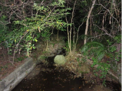 A stream in the woods at night

AI-generated content may be incorrect.